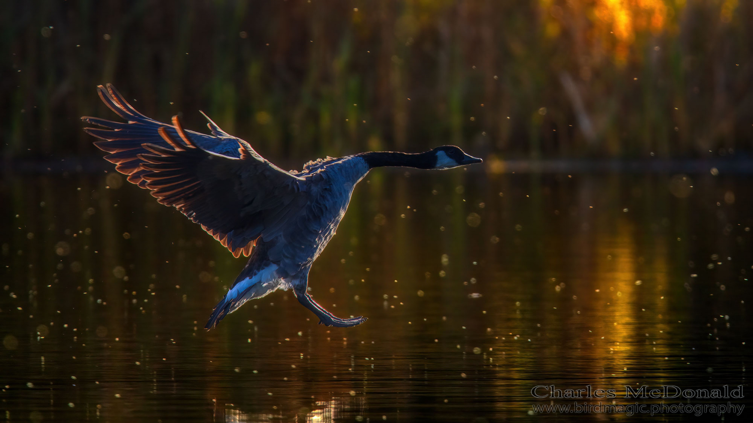 Canada Goose