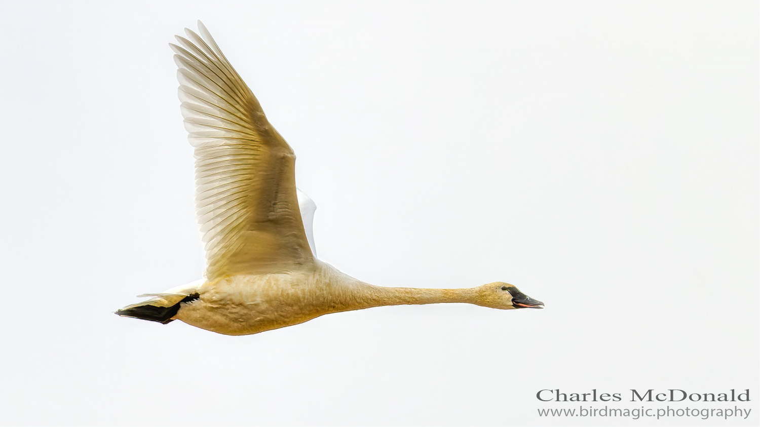 Tundra Swan