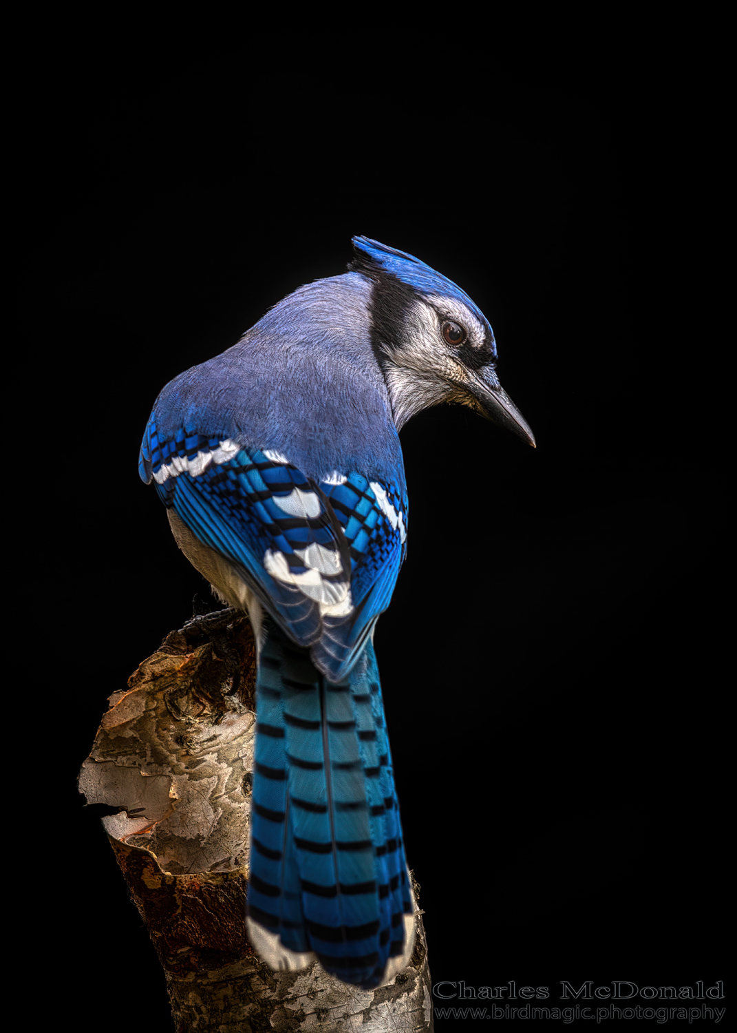 Blue Jay