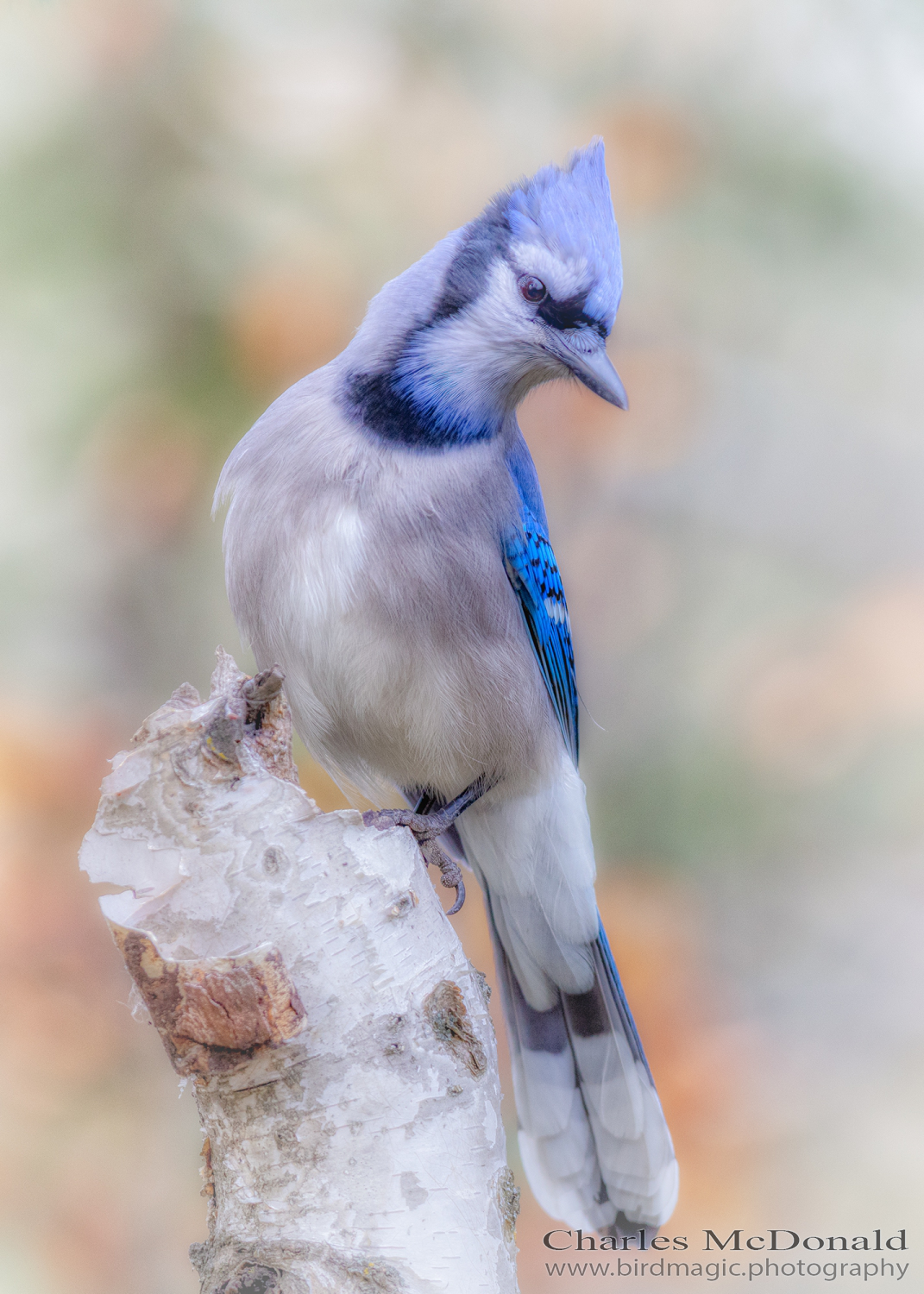 Blue Jay