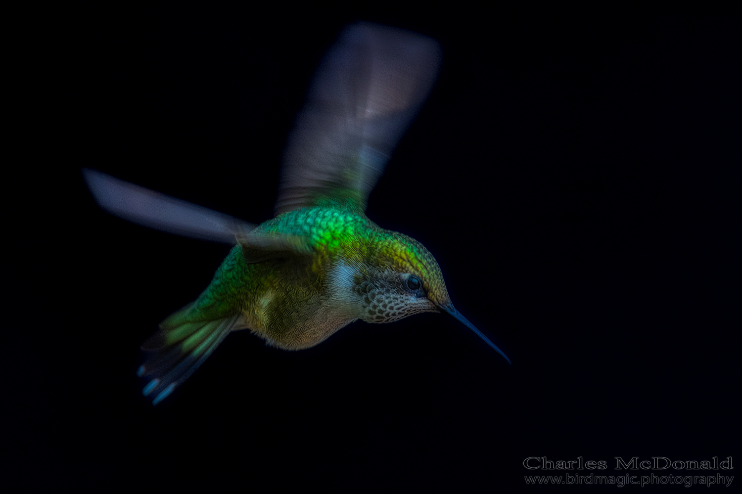 Ruby-throated Hummingbird