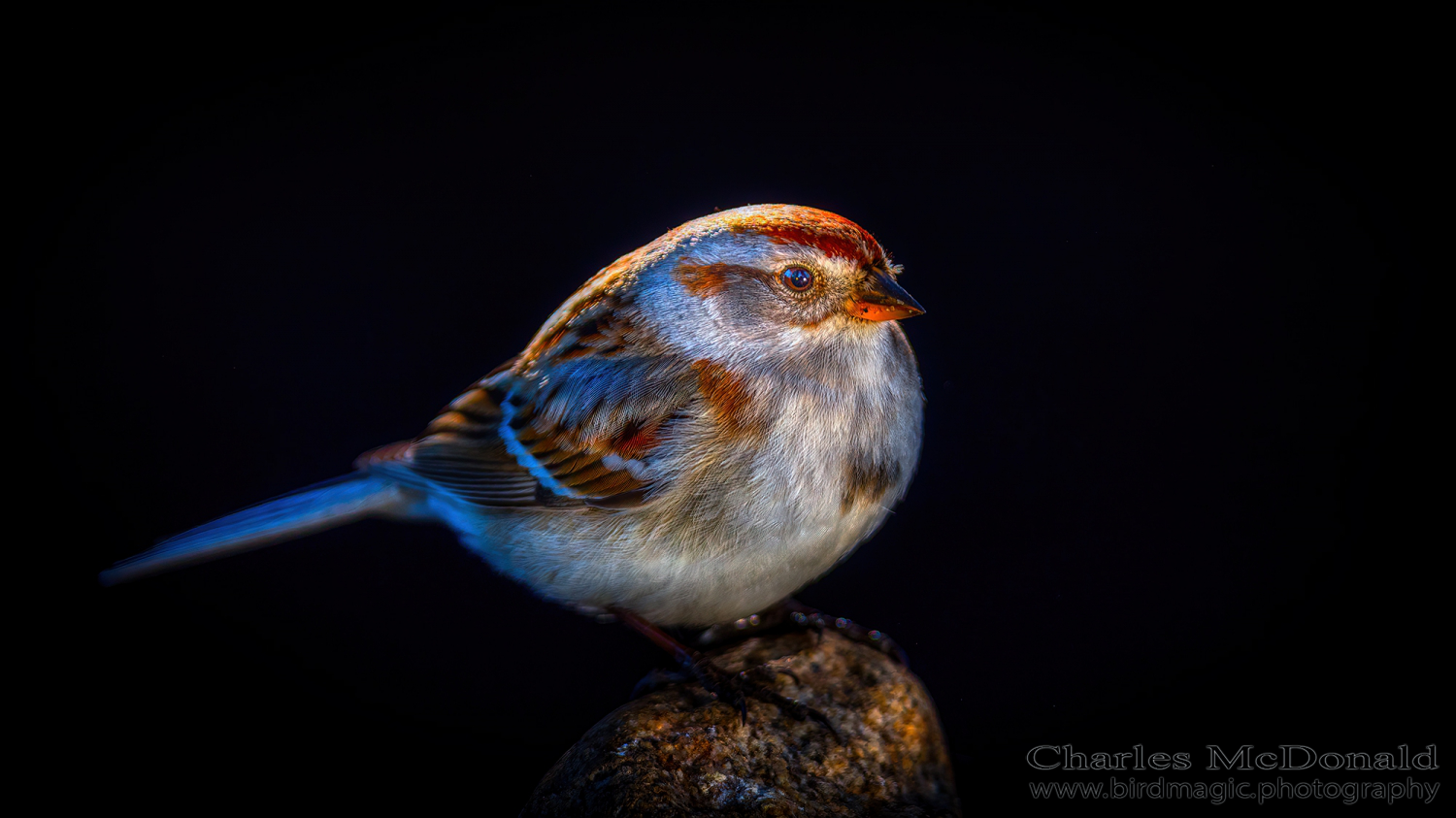 American Tree Sparrow