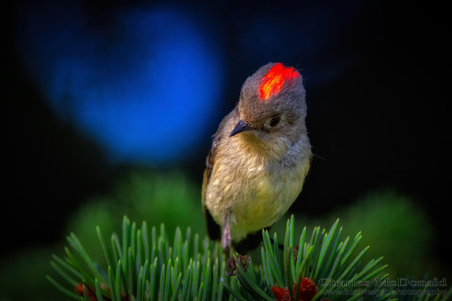 Ruby-crowned Kinglet