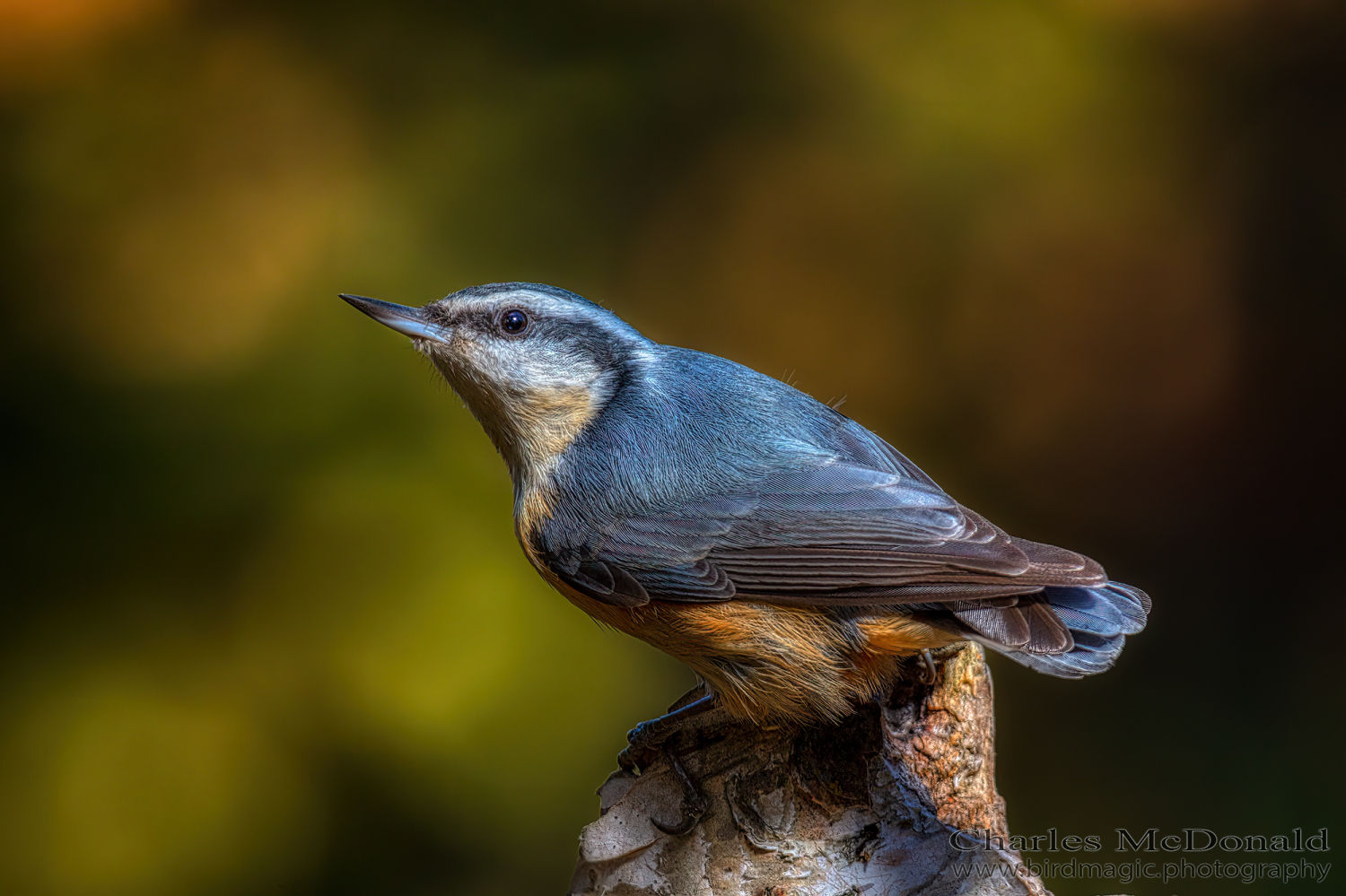 Red-breasted Nuthatch