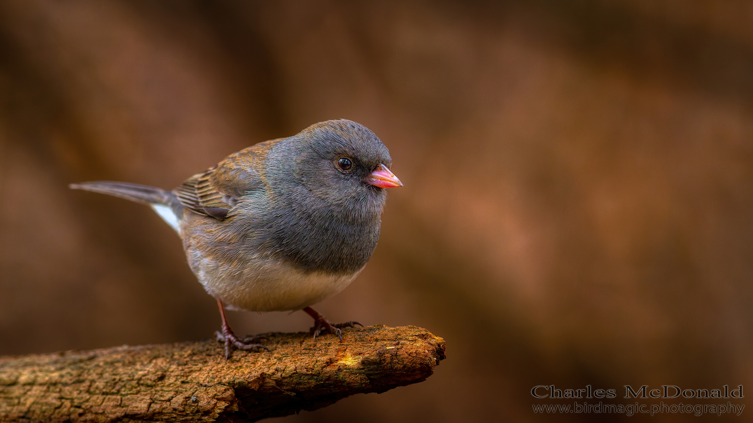 Dark-eyed Junco