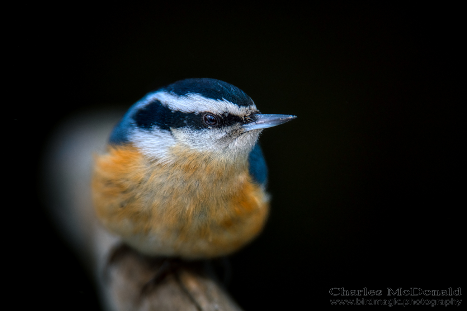 Red-breasted Nuthatch