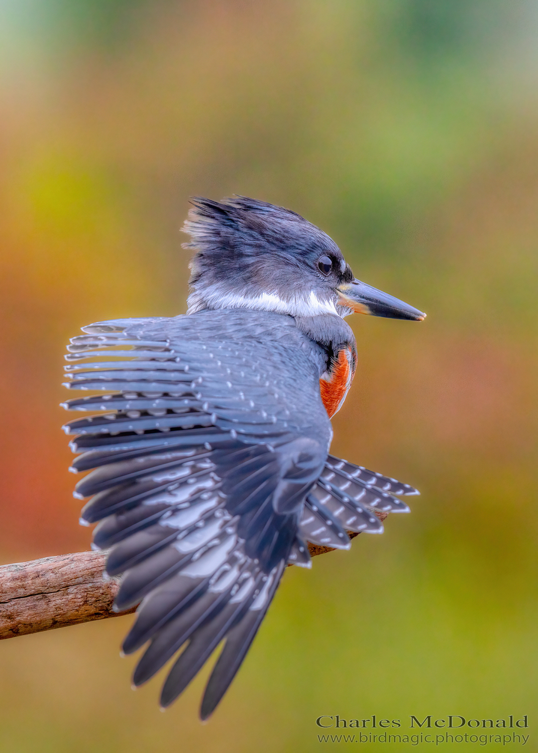 Belted Kingfisher