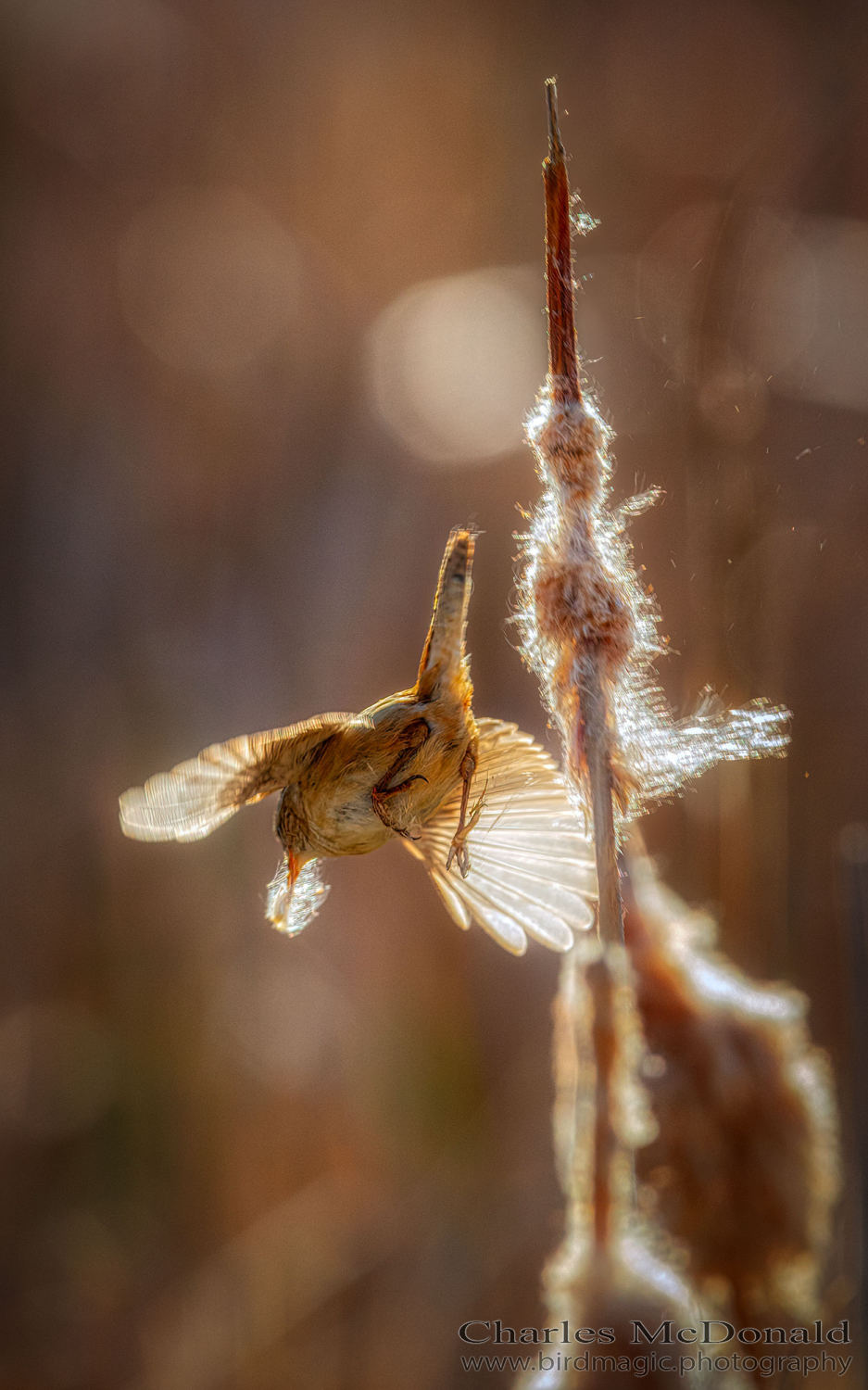 Marsh Wren