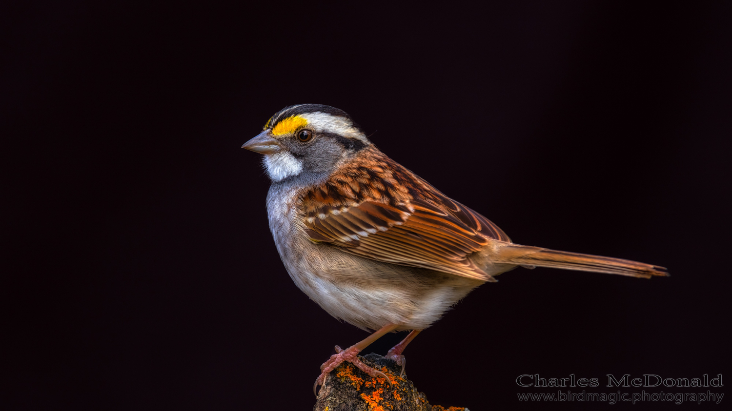 White-throated Sparrow