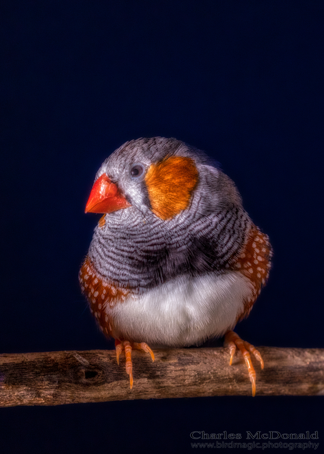 Zebra Finch