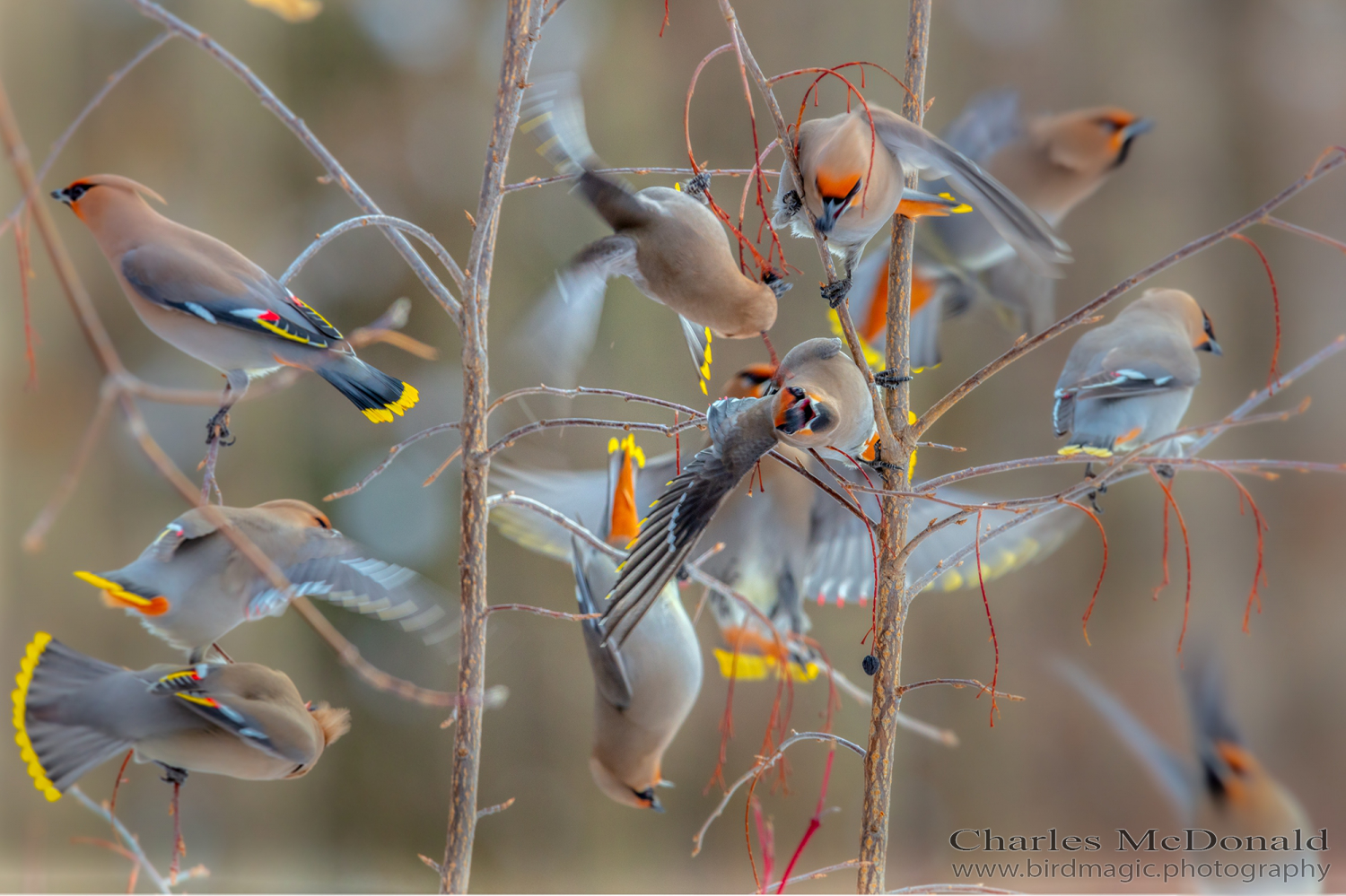 Bohemian Waxwing