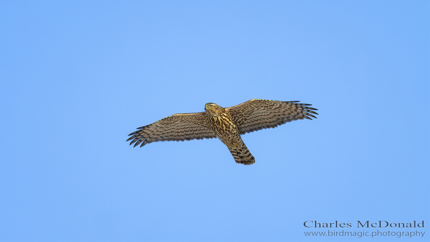 American Goshawk