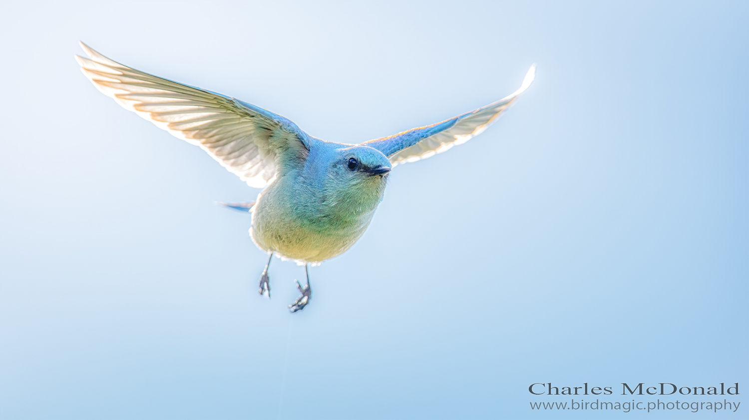 Mountain Bluebird