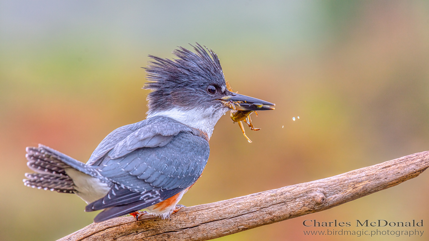 Belted Kingfisher