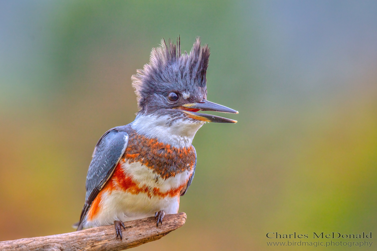 Belted Kingfisher