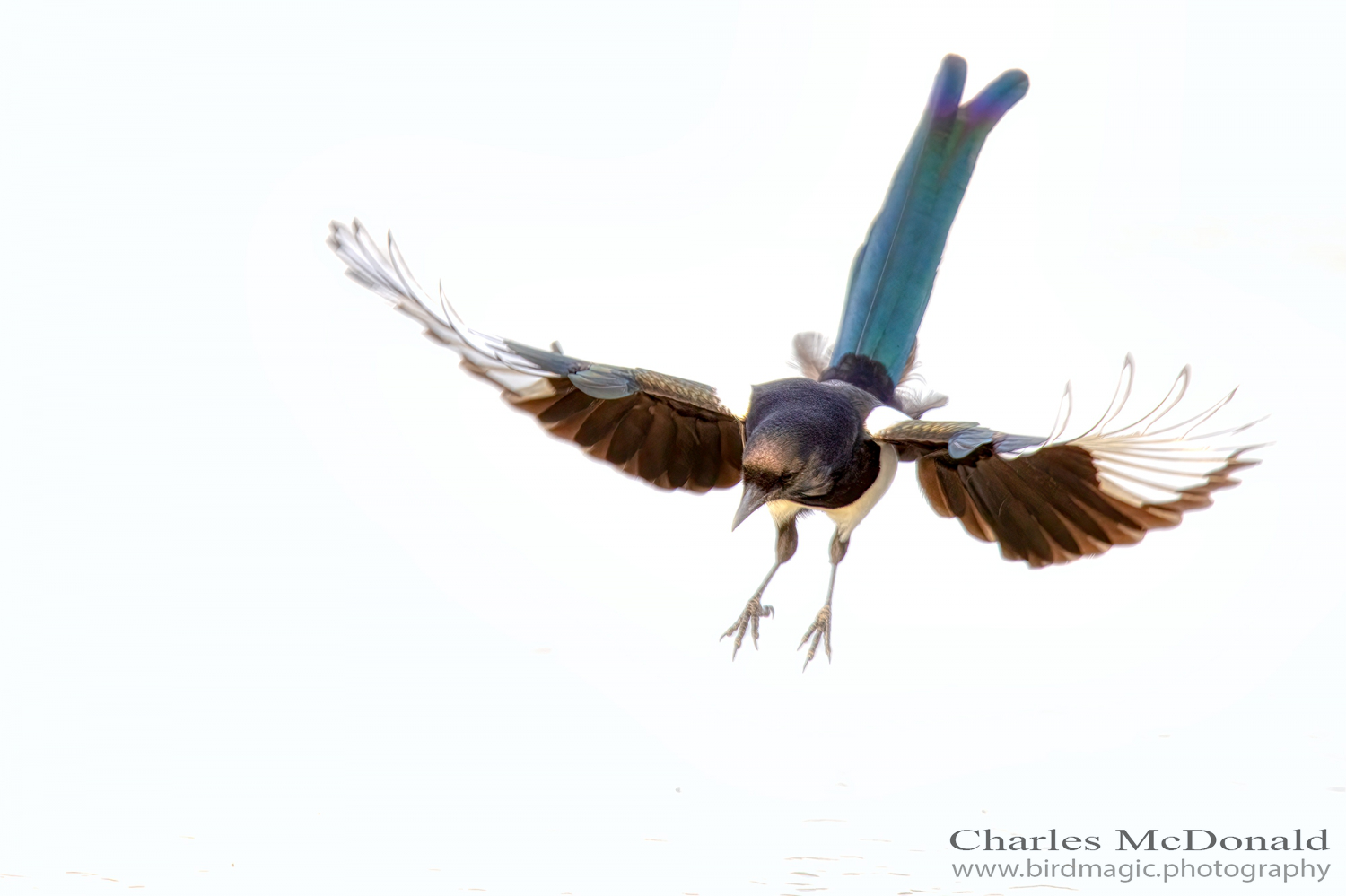 Black-billed Magpie