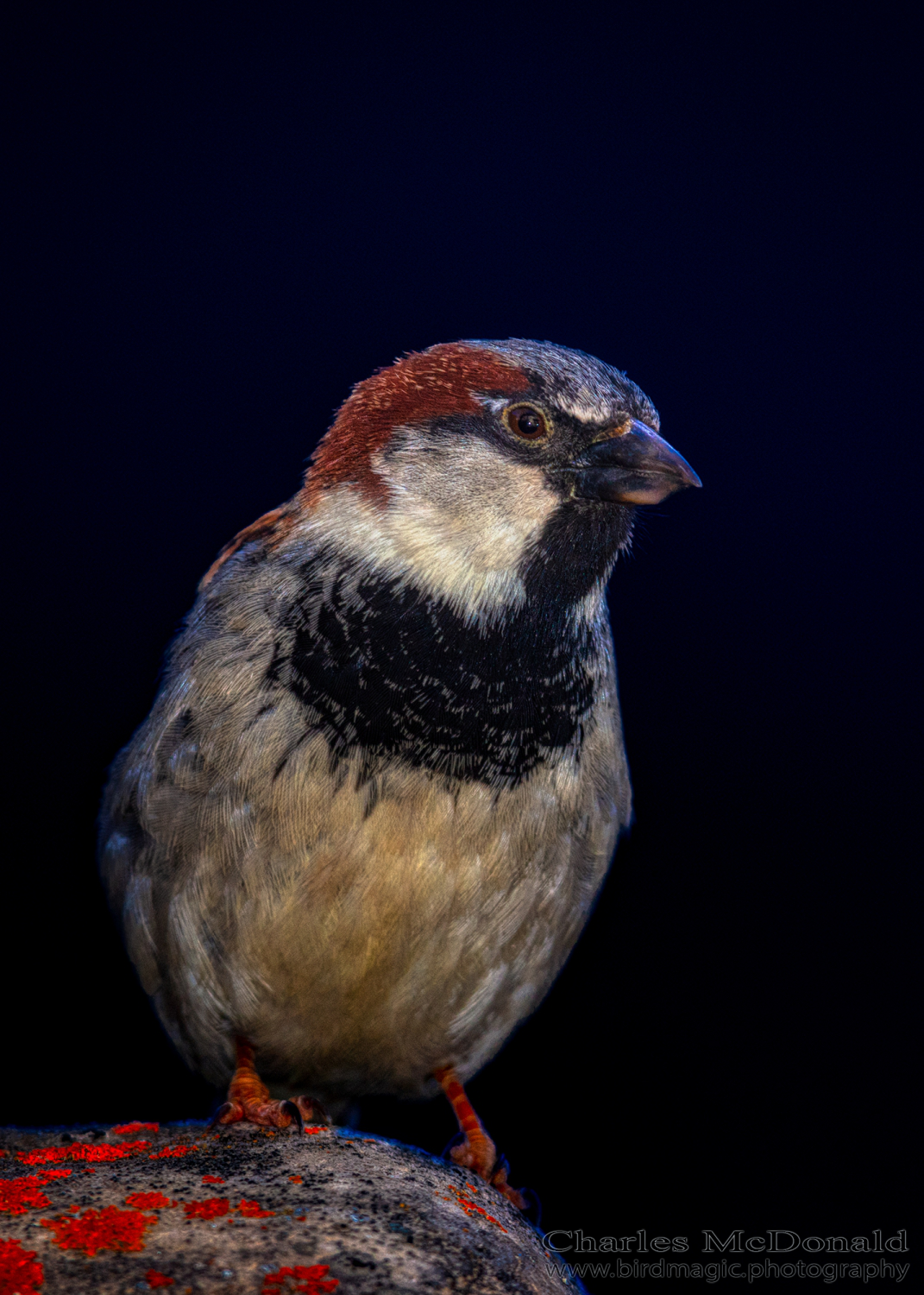 House Sparrow