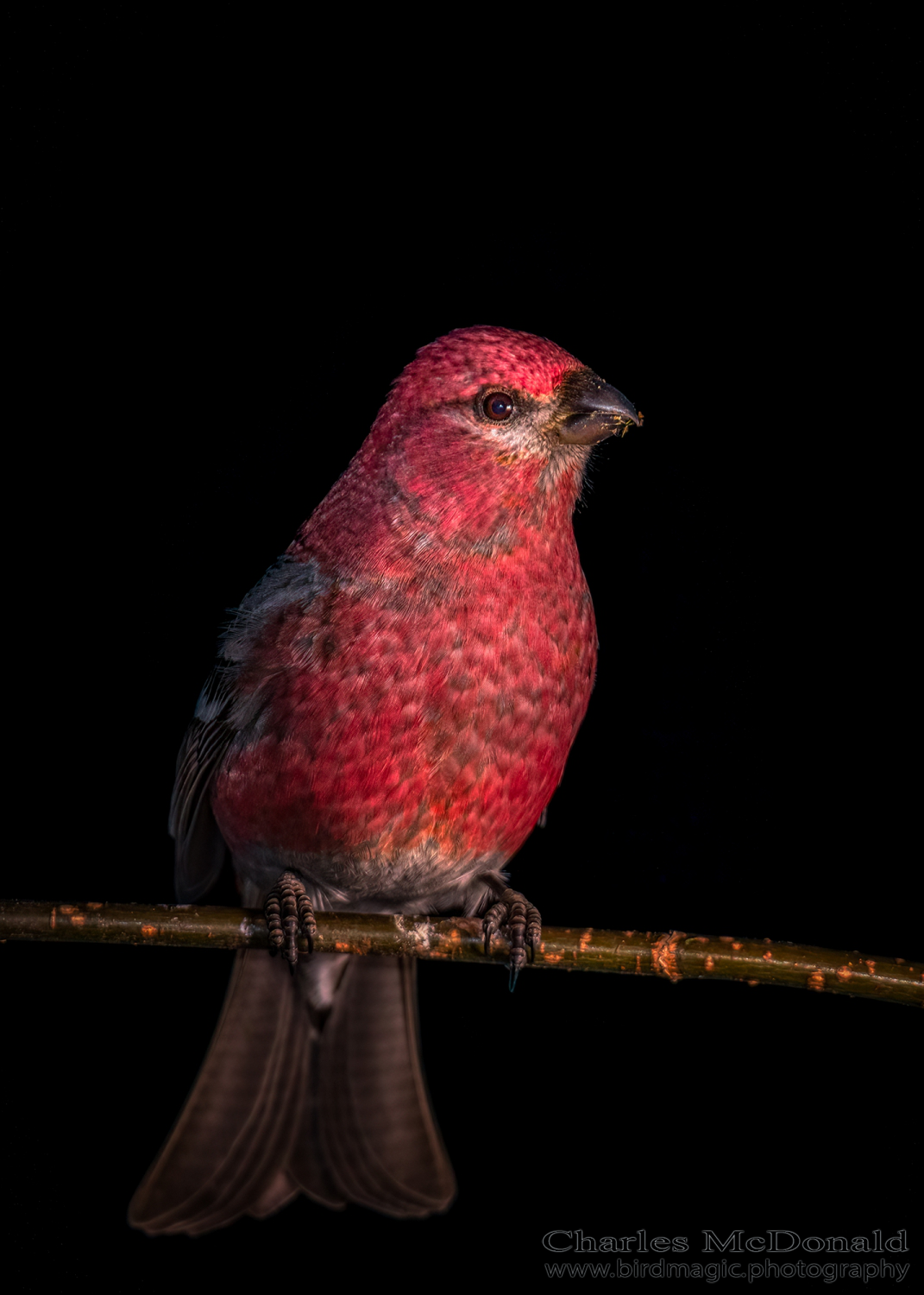 Pine Grosbeak