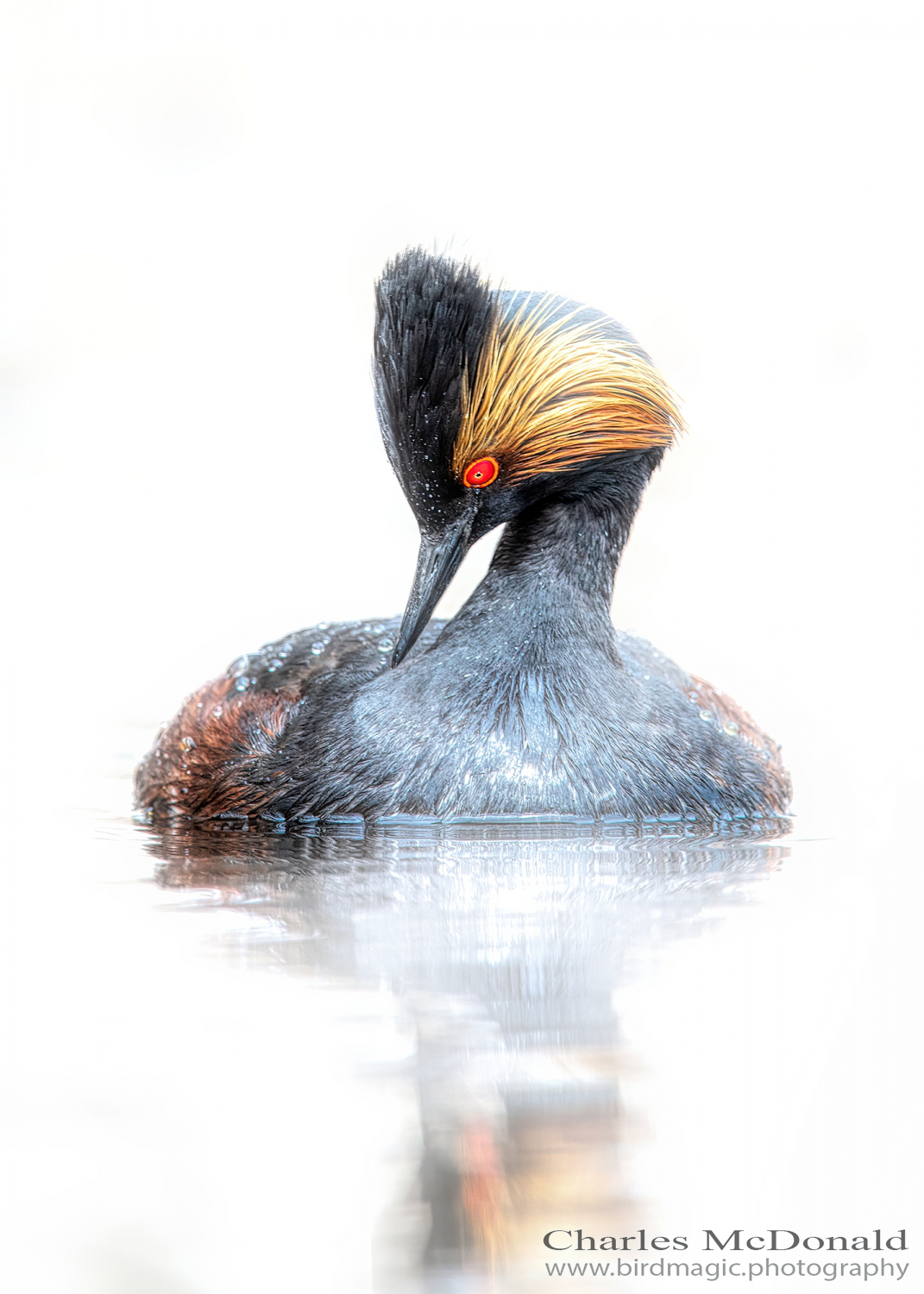 Eared Grebe