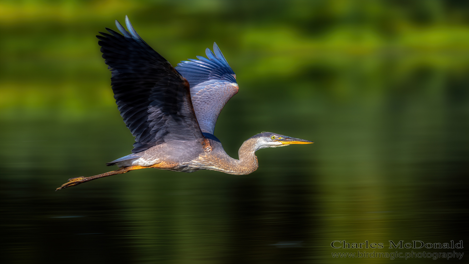 Great Blue Heron