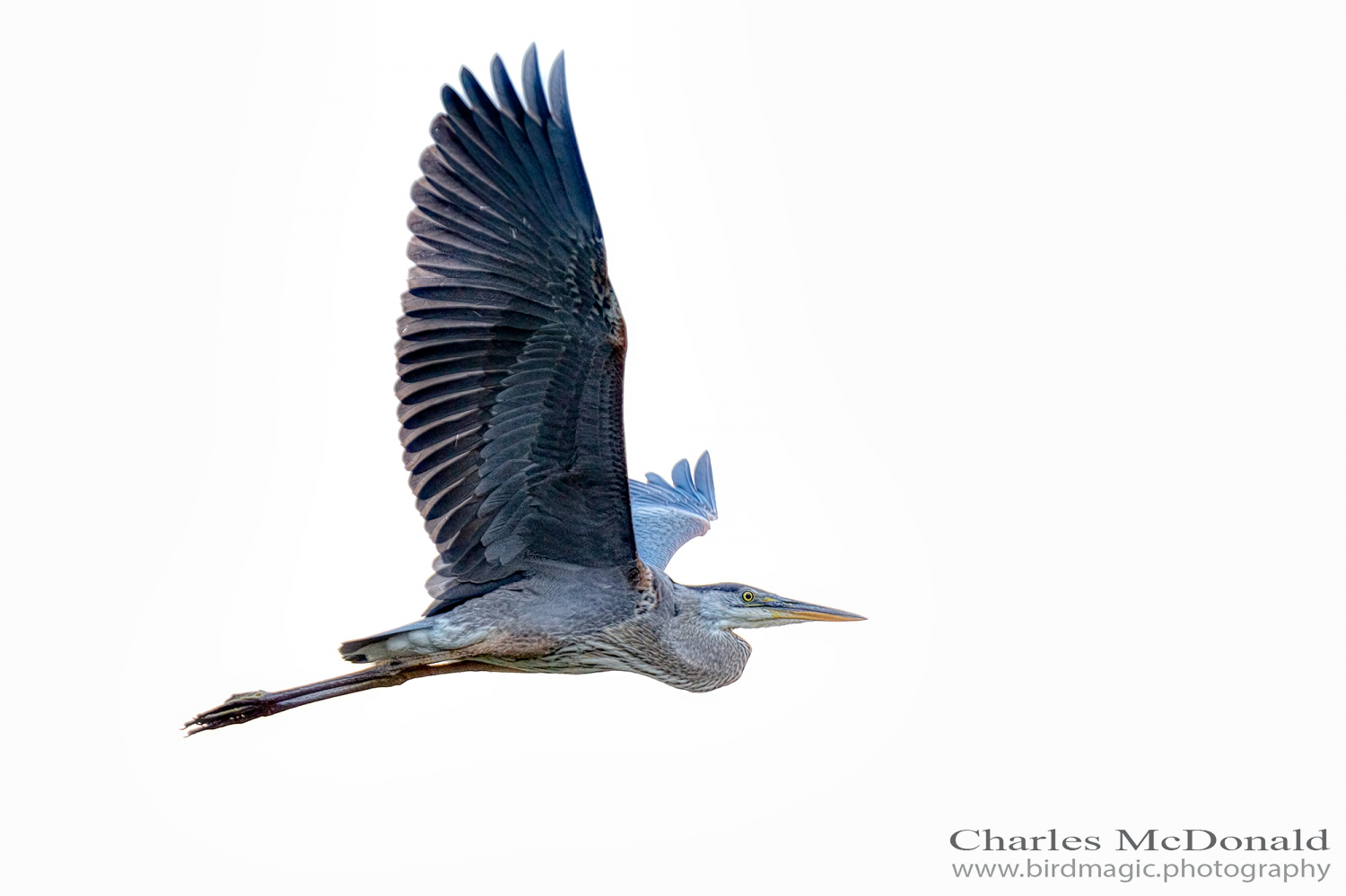 Great Blue Heron