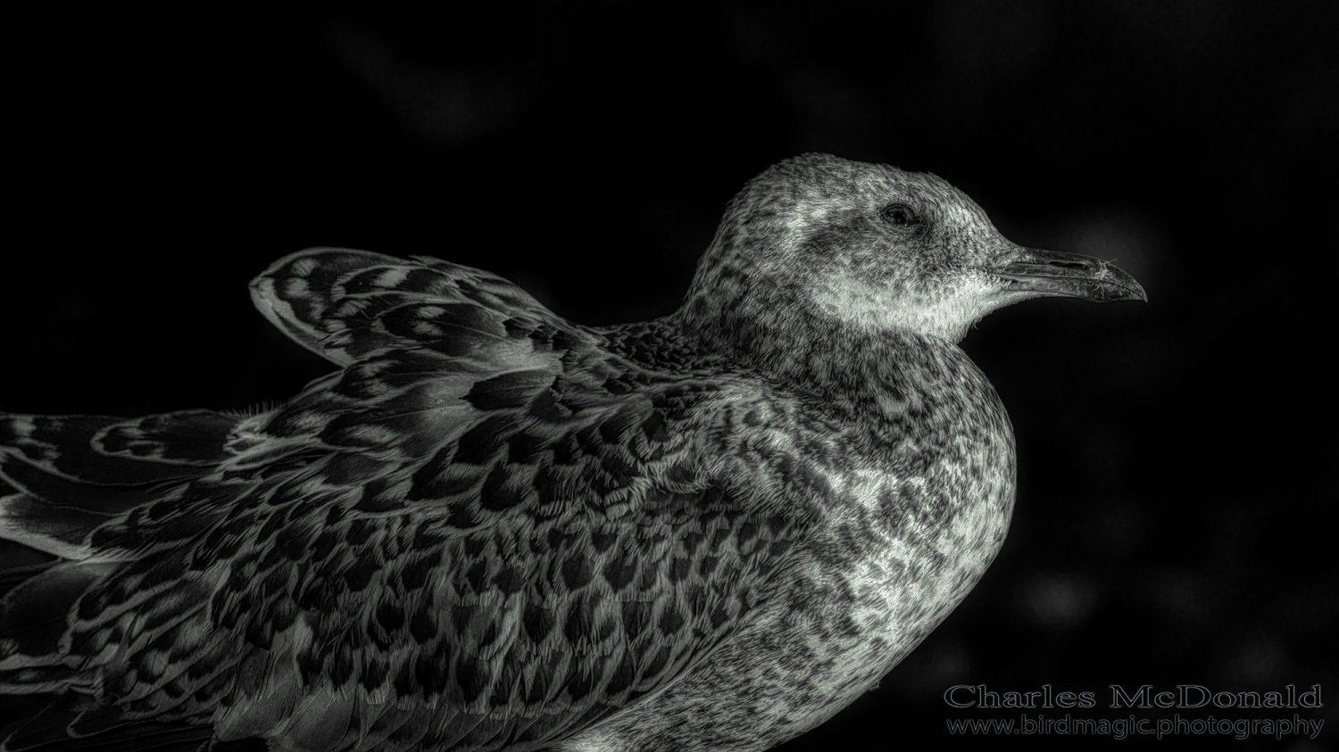 Ring-billed Gull