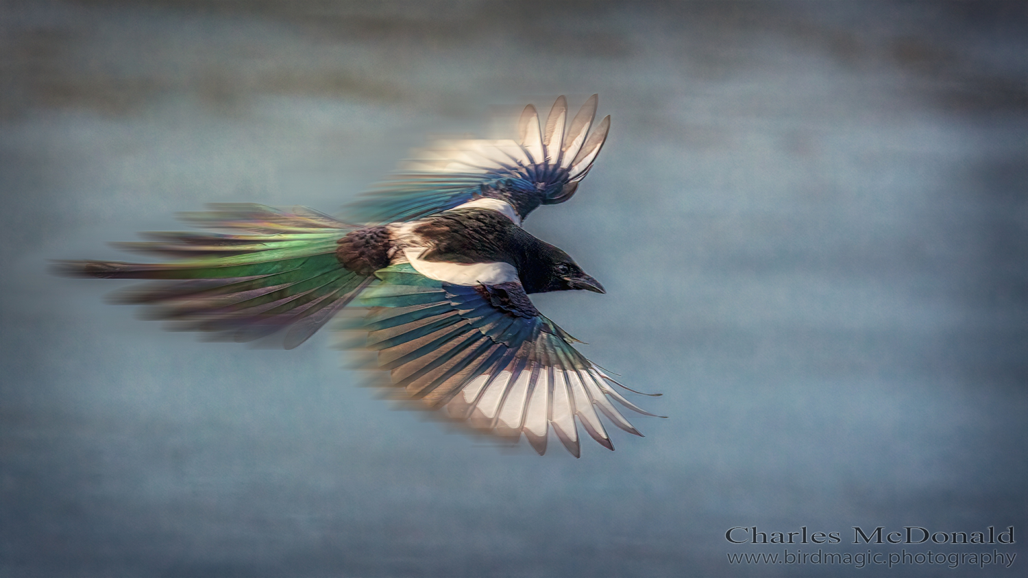 Black-billed Magpie