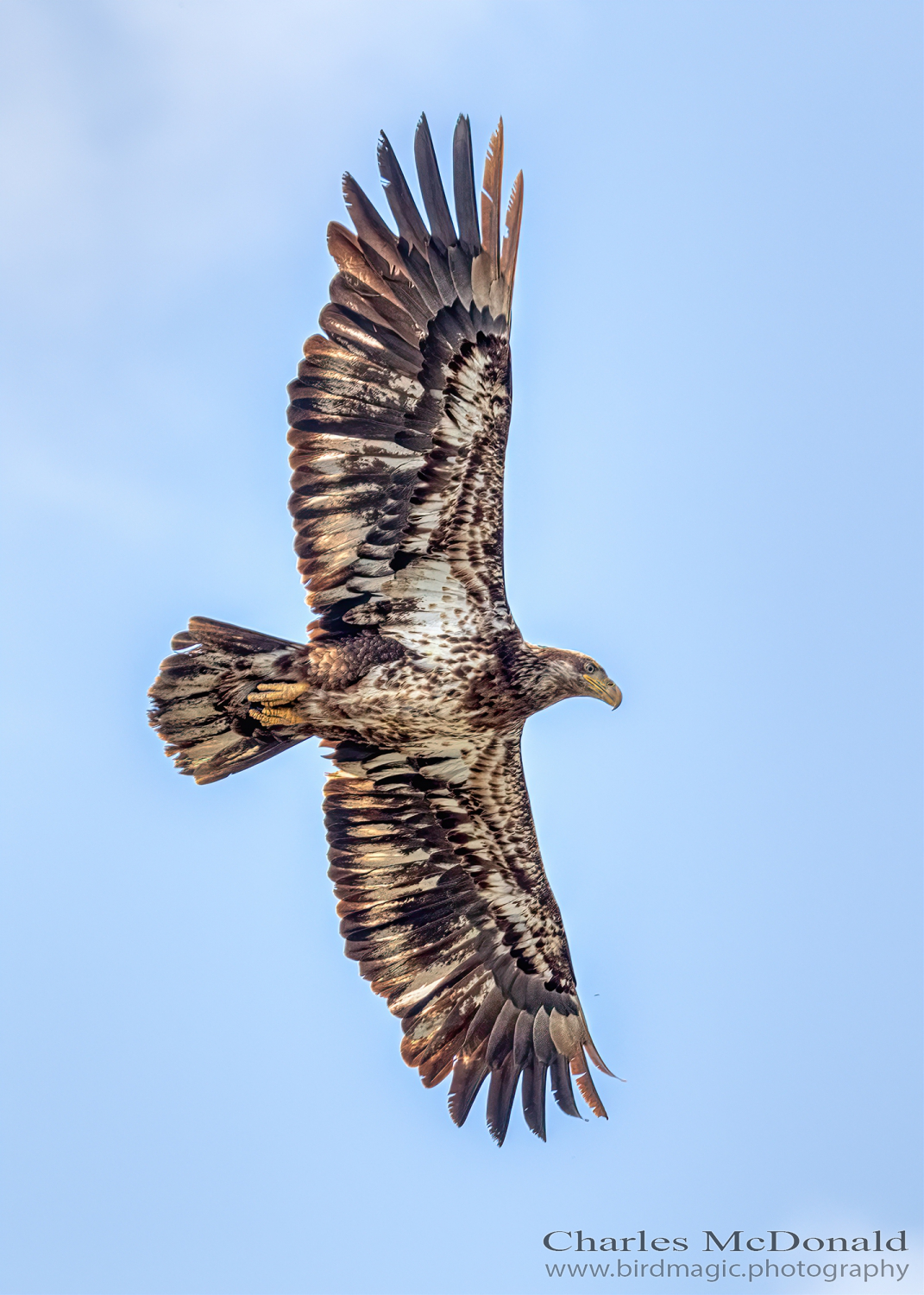 Bald Eagle