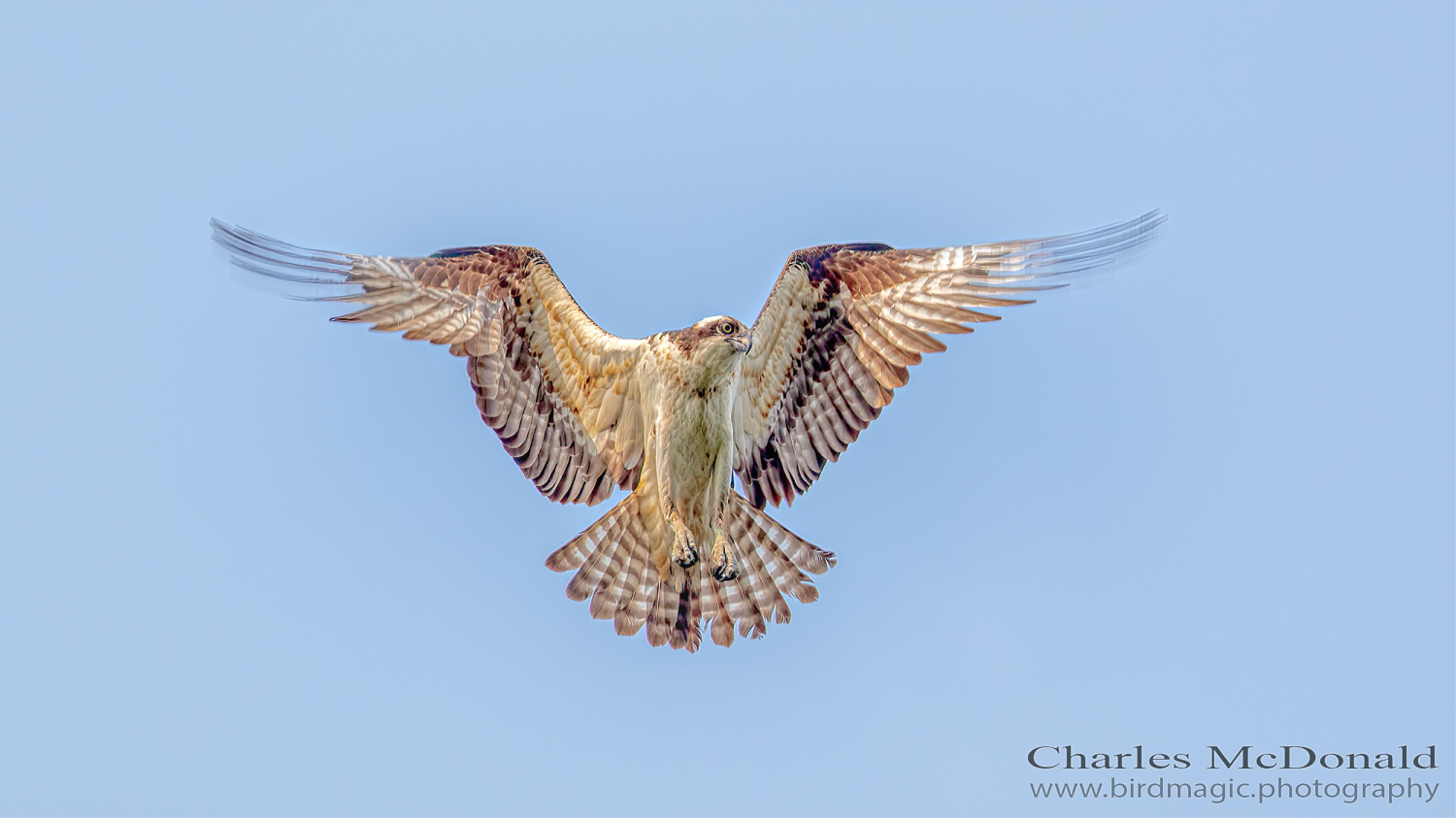 Osprey