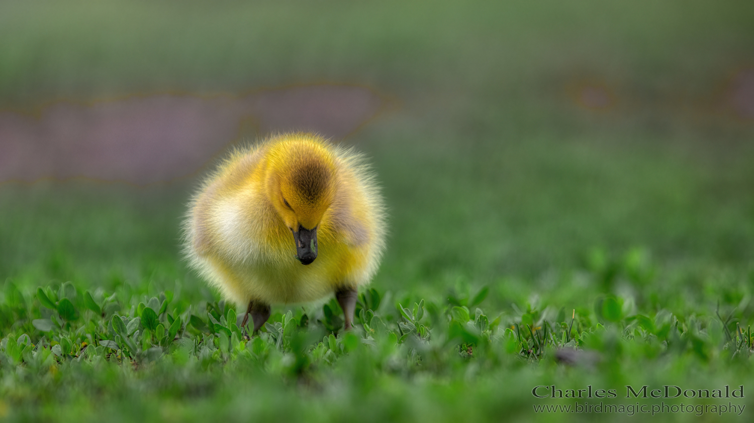 Canada Goose