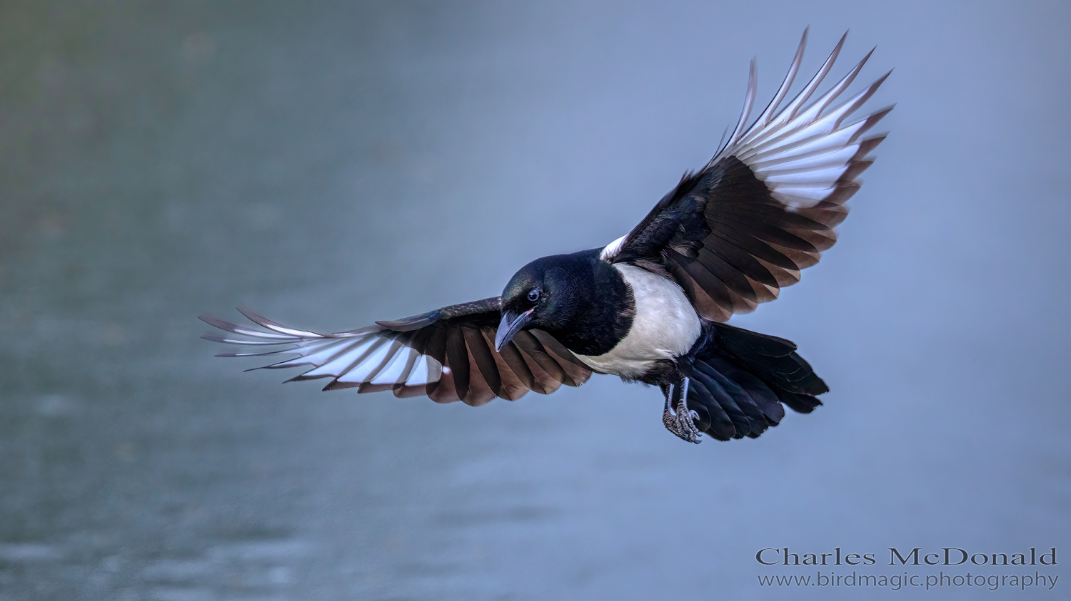 Black-billed Magpie