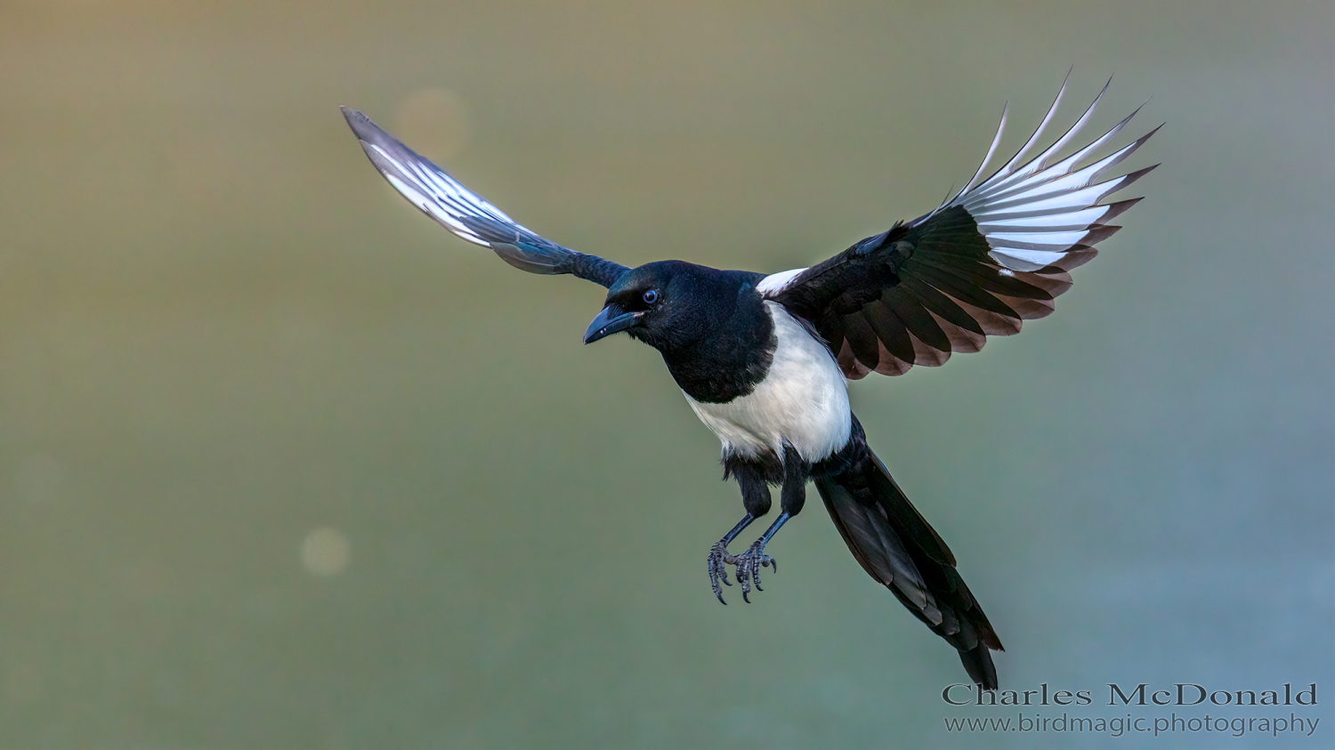 Black-billed Magpie