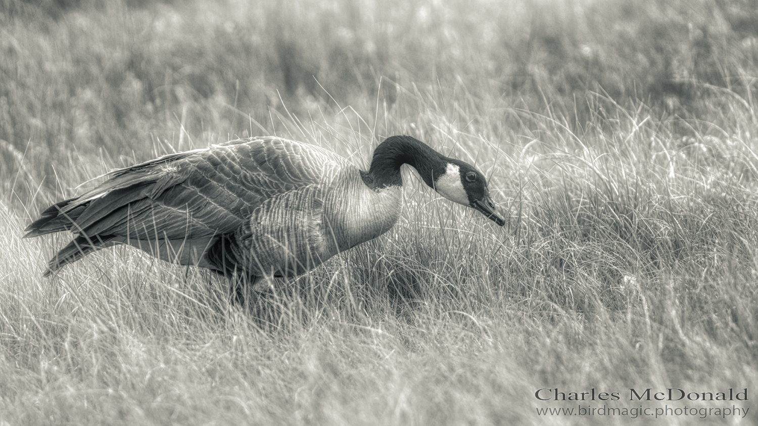 Canada Goose