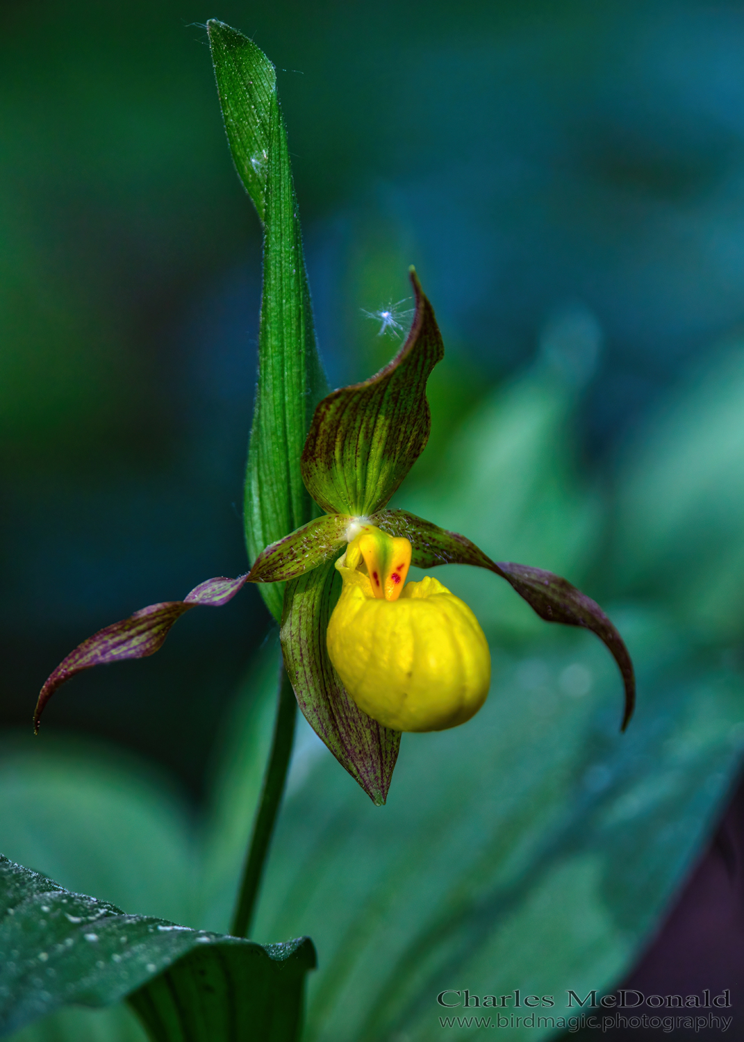 Yellow Lady's-slipper