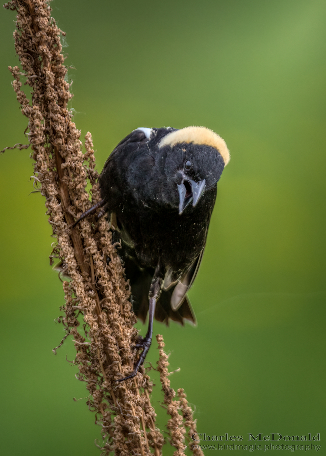 Bobolink