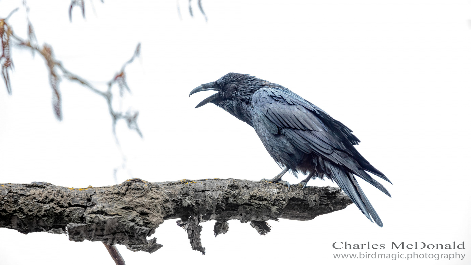 Common Raven