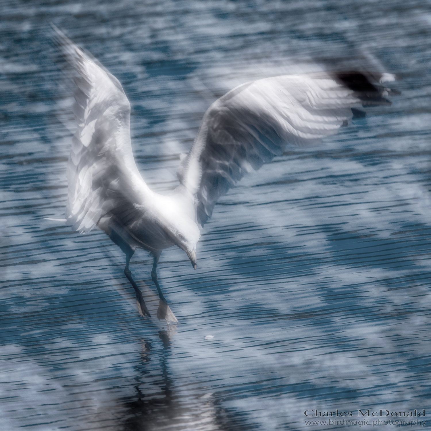 Ring-billed Gull