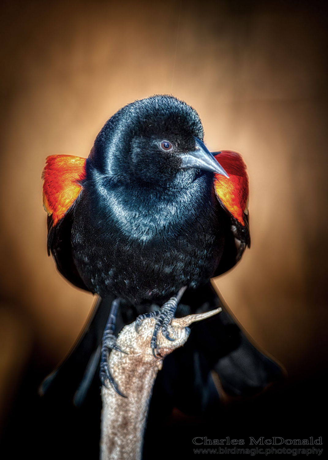 Red-winged Blackbird