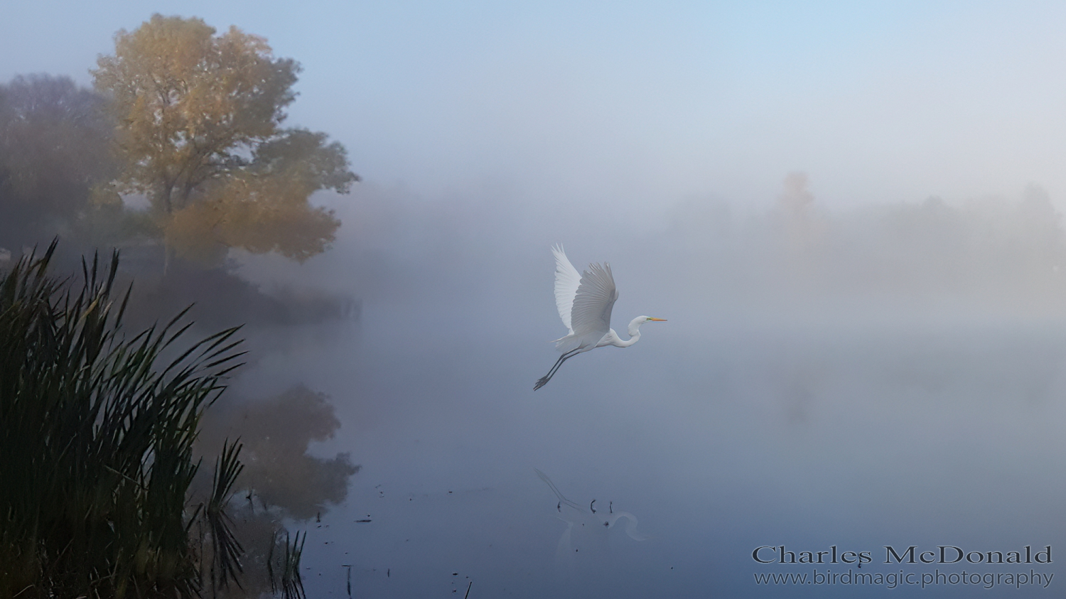 Great Egret