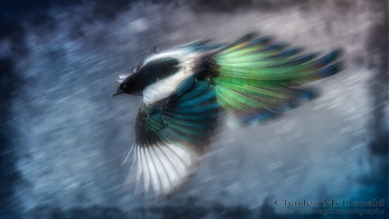 Black-billed Magpie