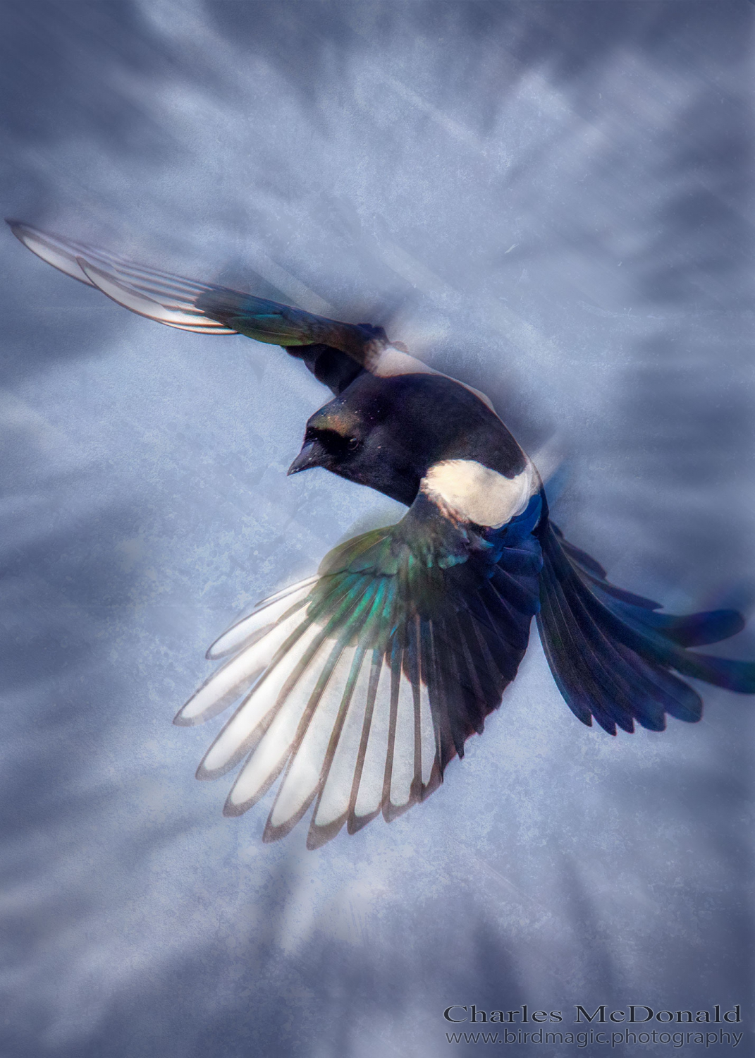 Black-billed Magpie