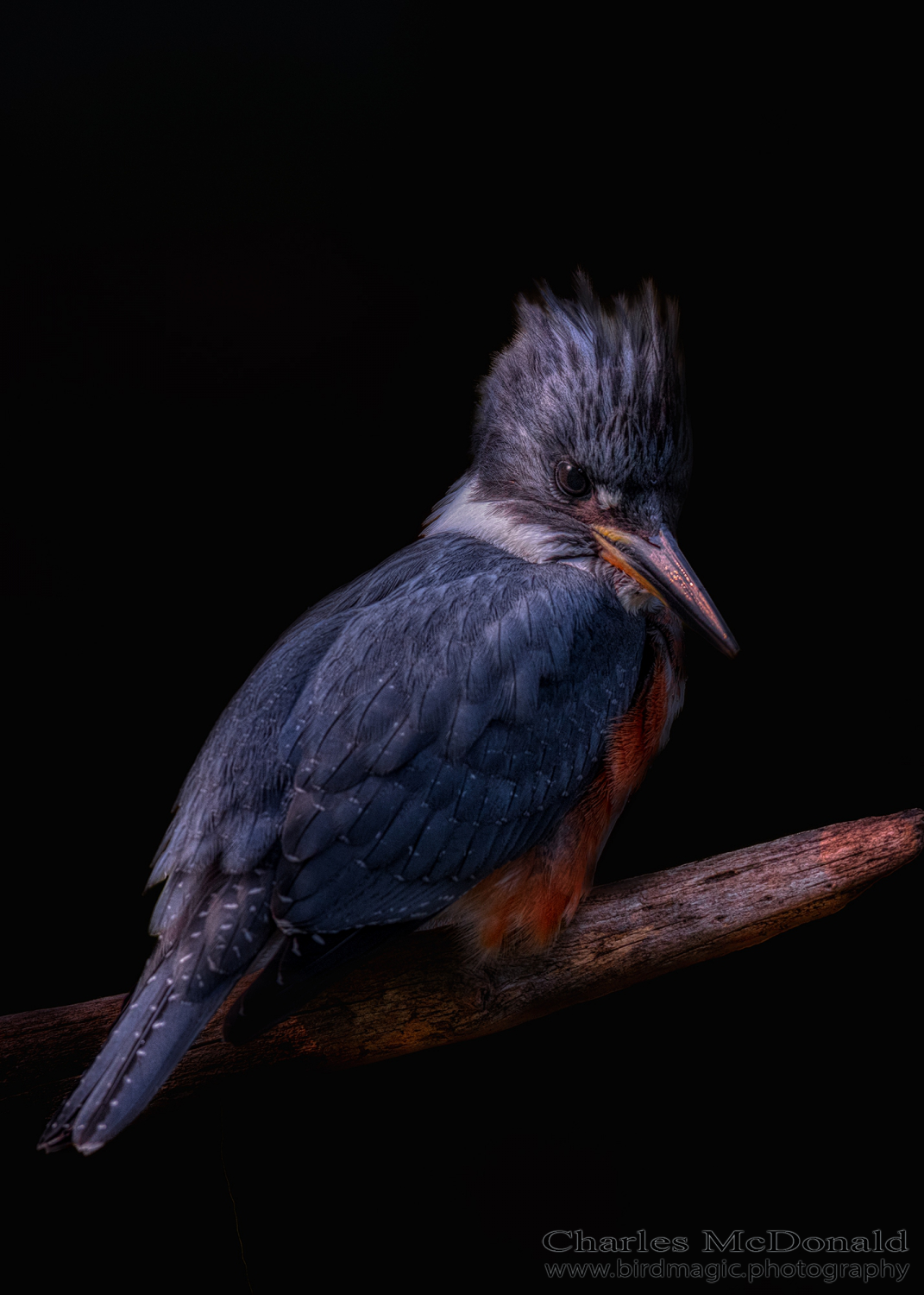 Belted Kingfisher