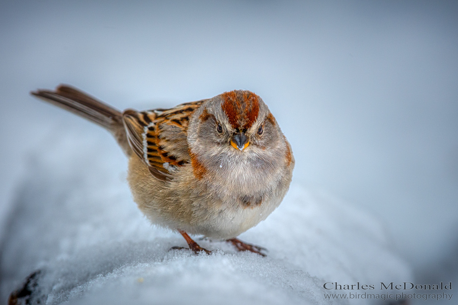 American Tree Sparrow