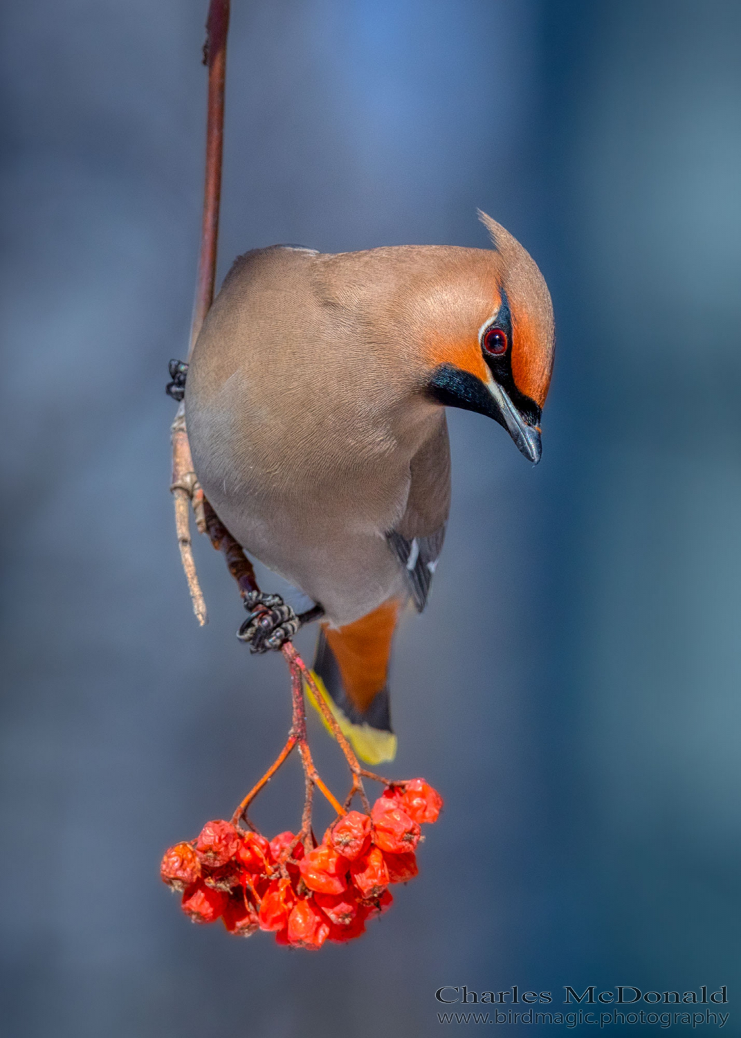 Cedar Waxwing