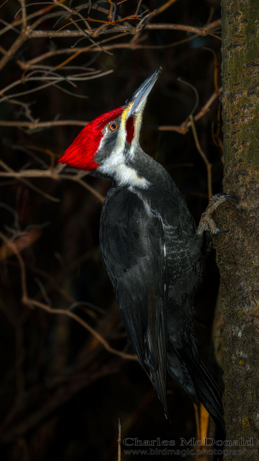 Pileated Woodpecker