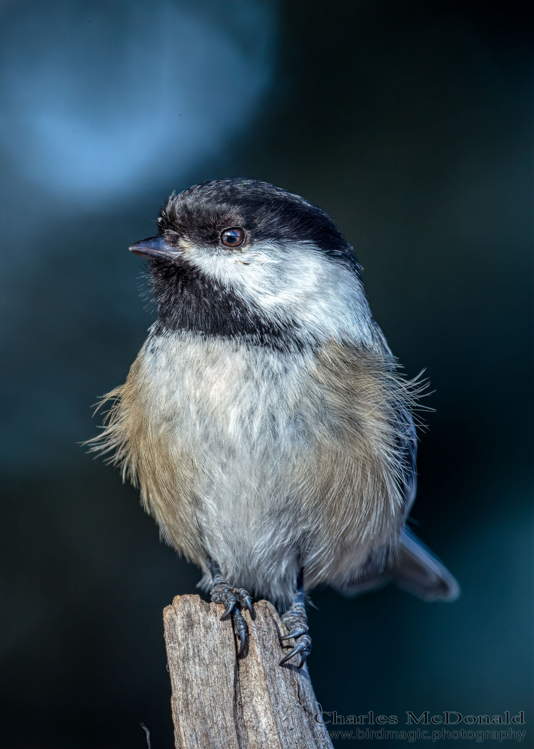 Black-capped Chickadee