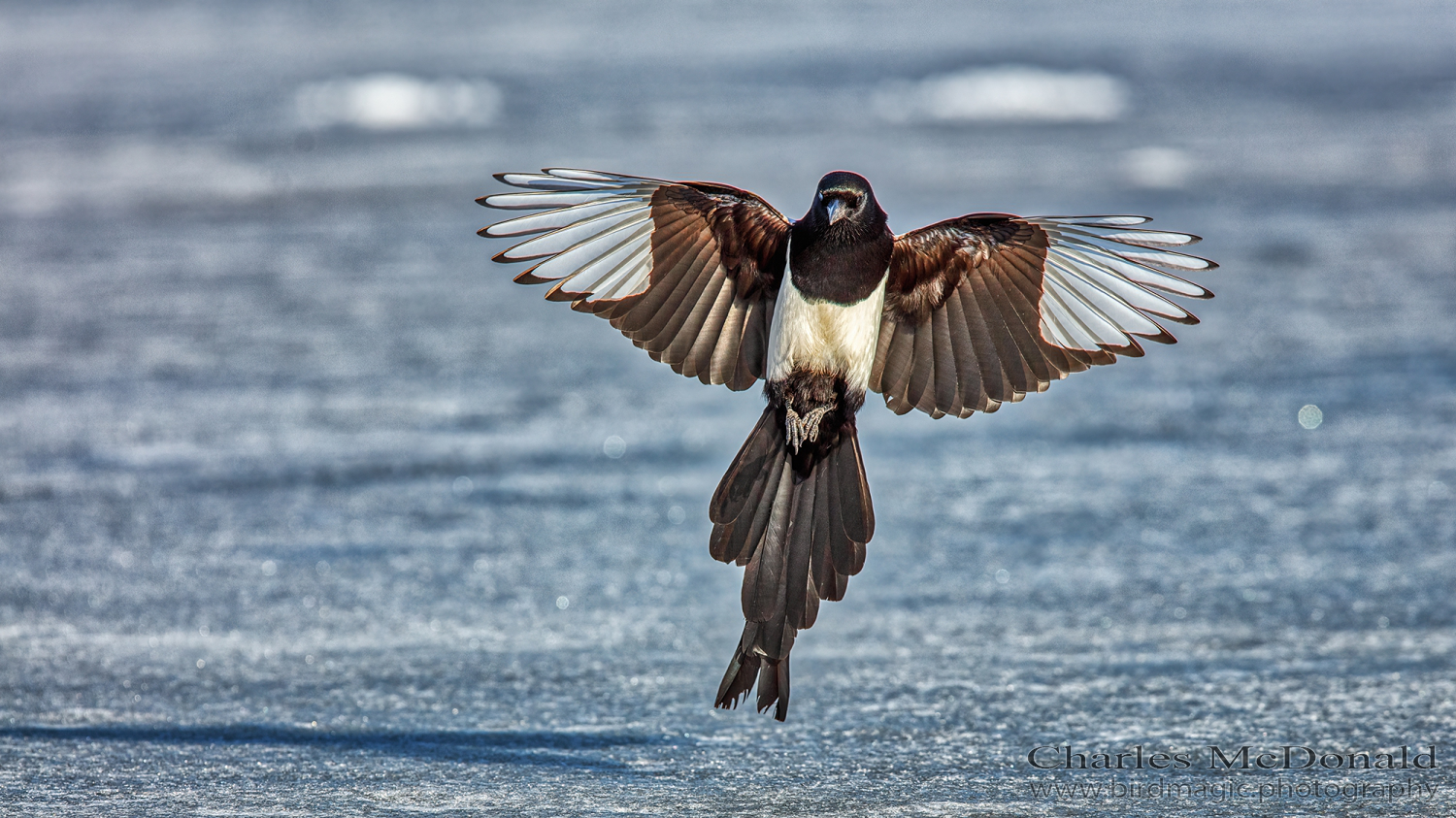 Black-billed Magpie