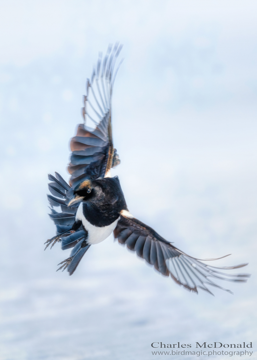 Black-billed Magpie