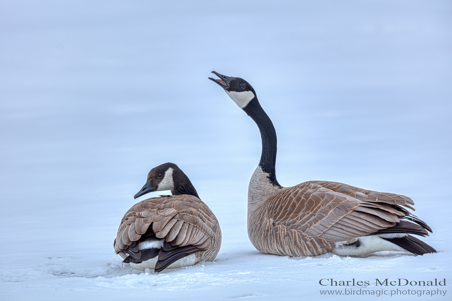 Canada Goose