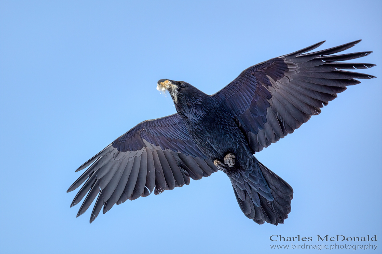 Common Raven